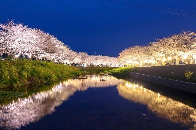 福岡県の桜並木の写真