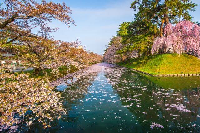 青森県の桜祭り